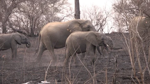 Herd of young elephants. Stock Footage 98158309