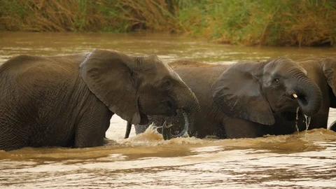 Herd of young elephants wade through deep river on summer day. Swim, wallow. Stock-Footage 105273218