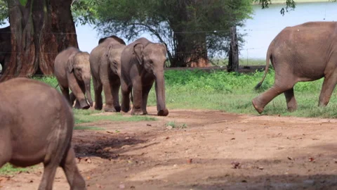 Herd of Young Elephants Walk Across Dirt Path in Natural Reserve, Wild Animals Video stock 331563652