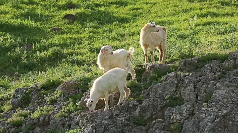 Herd of young goats grazing on the grass field in rural countryside 스톡 동영상 65217526