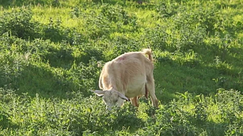 Herd of young goats grazing on the grass field in rural countryside Video stock 65218106