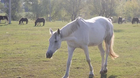 Herd of young horses on the pasture at sunny day Stock Footage