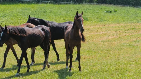 Herd of young horses walking in grass Stock Footage 129553600