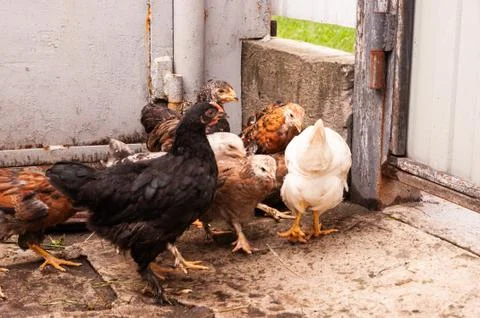 A herd of young multi-colored hens in the yard in the countryside. Stock Photos