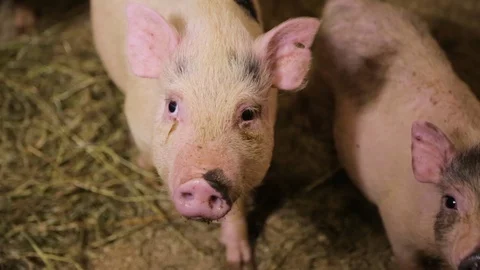 Herd of Young Piglets Stock Footage 130143646