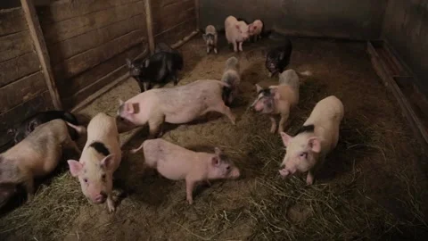 Herd of Young Piglets Stock Footage 130338641