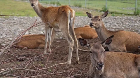 Herd of young red deer resting and chewing Stock Footage 343701253
