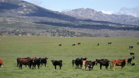 Herd of young spanish fighting in spring pastures. Video stock 152316743
