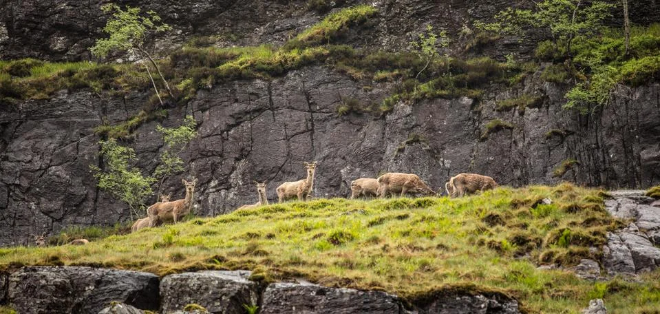 Herd of young wild deer in Scottish mountains in rainy evening. Stock-Fotos
