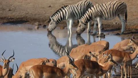 Herd of Zebra and Impala drinking from a water hole in Etosha, Namibia Stock Footage 106336387