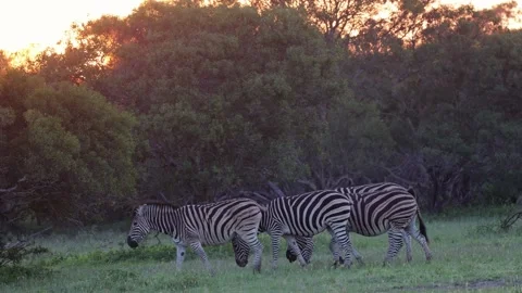 A herd of zebra at day break Stock Footage 323590794