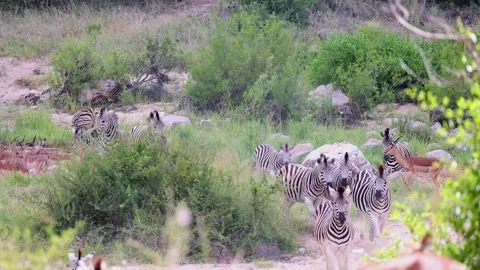 Herd of Zebra dazzle as they walk through lowveld savanna bushland Stock Footage 308340575