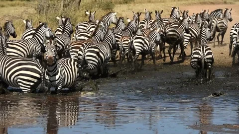 Herd of Zebra drinking together gathered at a waterhole in Tanzania, Africa Stockbeeldmateriaal 311024414