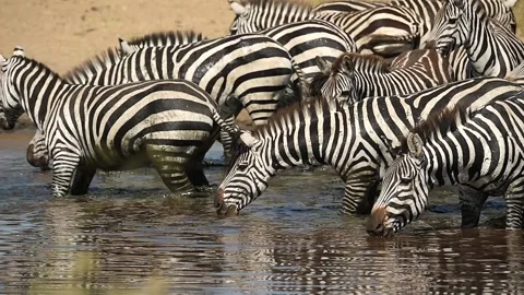 Herd of Zebra drinking together gathered at a waterhole in Tanzania, Africa Stock-Footage 311024596