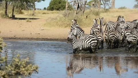 Herd of Zebra drinking together gathered at a waterhole in Tanzania, Africa Stock-Footage 311024624