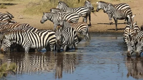 Herd of Zebra drinking together gathered at a waterhole in Tanzania, Africa Stock-Footage 311024626