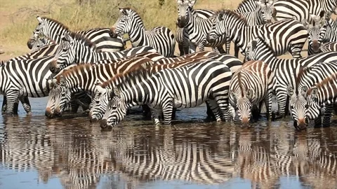 Herd of Zebra drinking together gathered at a waterhole in Tanzania, Africa Stock-Footage 311024647