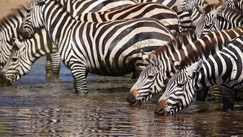 Herd of Zebra drinking together gathered at a waterhole in Tanzania, Africa Stock-Footage 311024678