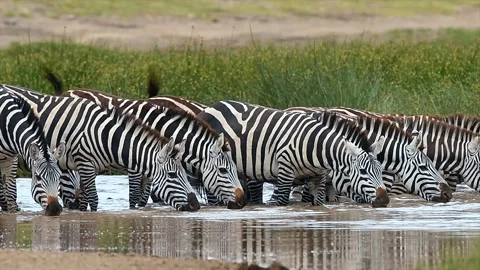 Herd of Zebra drinking together gathered at a waterhole in Tanzania, Africa Stock-Footage 311025505