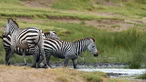 Herd of Zebra drinking together gathered at a waterhole in Tanzania, Africa Stock-Footage 311025557