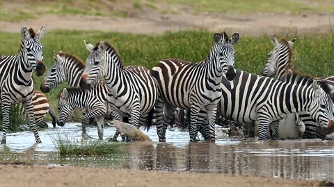 Herd of Zebra drinking together gathered at a waterhole in Tanzania, Africa Stock-Footage 311025678