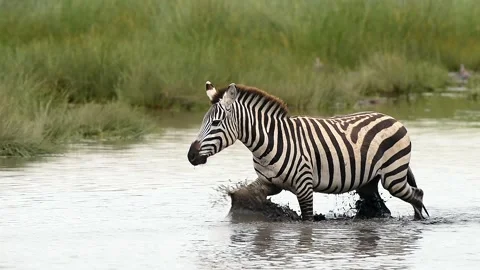 Herd of Zebra drinking together gathered at a waterhole in Tanzania, Africa Stock-Footage 311025814