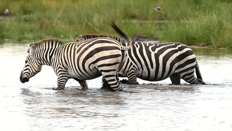 Herd of Zebra drinking together gathered at a waterhole in Tanzania, Africa Stock-Footage 311025944