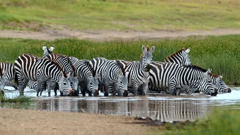 Herd of Zebra drinking together gathered at a waterhole in Tanzania, Africa Stock-Footage 311025958