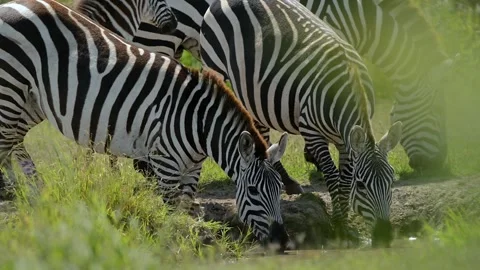 Herd of Zebra drinking together gathered at a waterhole in Tanzania, Africa Stock-Footage 311026042