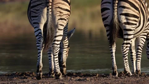 A Herd of zebra drinking water early morning. Stock Footage 312512007