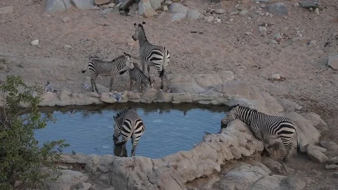 Herd of Zebra drinking from a water hole in Etosha National Park, Namibia Video stock 106340800