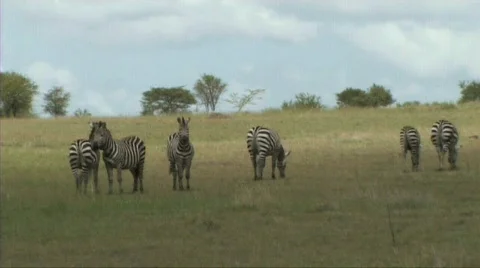 Herd of zebra Stock Footage 604878
