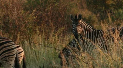 Herd of zebra grazing Stock Footage 21947655