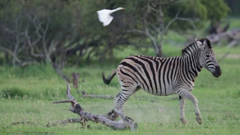 A herd of zebra grazing on green grass Stock Footage 323590459