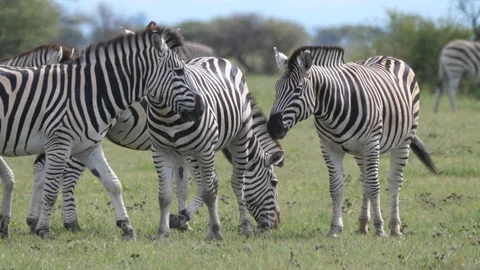 Herd of Zebra grazing at Nxai Pan Stock Footage