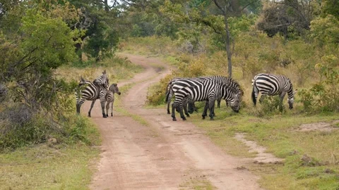 Herd zebra grazing in savannah Video stock 329478674