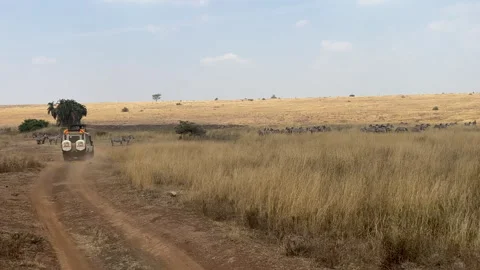 Herd of zebra in Kenya 動画素材 252891945