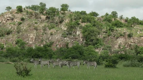 A herd of zebra moving through the grassland with a cliff as background. Stock Footage 310653512
