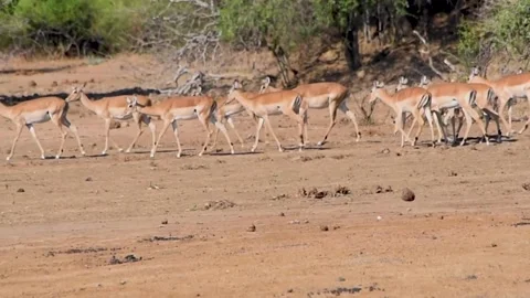 A herd of zebra standing next to a body of water Stock Footage 155394641