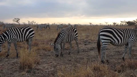 A herd of zebra standing on top of a dry grass field Stock Footage 155403312