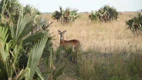 A herd of zebra standing on top of a dry grass field Stock Footage 155404272