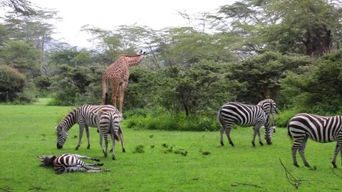 A herd of zebra standing on top of a lush green field Stock Footage 155403702