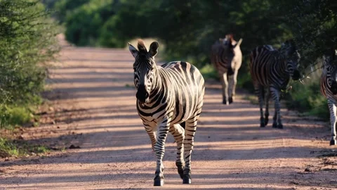 A herd of zebra walking down the road at sunset 스톡 동영상 269792150