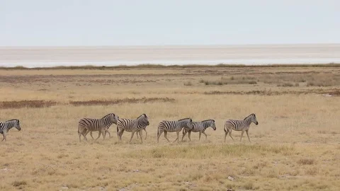 Herd of Zebra walking through the grass plains of Etosha National Park, Namibia Stock Footage 106335350