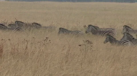 Herd of Zebra walking through long grass Stock Footage 22799676