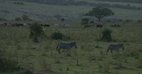 Herd of zebras and cows walking around in the plains of Maasai Mara National Stock Footage 81568658
