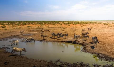 Herd of zebras and oryxes drinking water in Etosha National Park, Namibia Stock-Fotos
