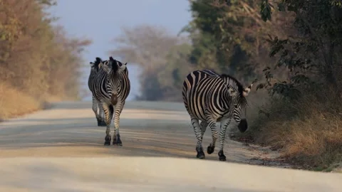 A herd of zebras approaching on the road Stock Footage 341786720