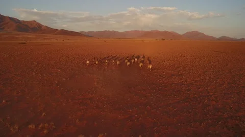 A herd of zebras are making their way through a red stone desert - Namibia Stock Footage 64939484