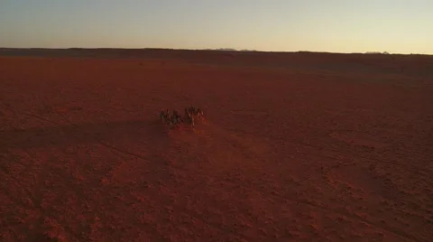 A herd of zebras are making their way through a red stone desert - Namibia Stock Footage 64939715